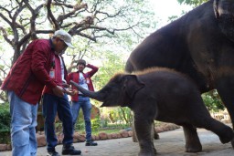 Kebun Binatang Surabaya Beri Diskon Tiket Masuk di Hari Jadi Kota Pahlawan, Cek Rincian Harganya