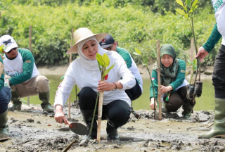 Mangrove Jatim Terluas se-Jawa, Tapi Abrasi Hantam SD Hingga Ambruk