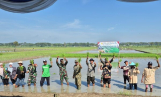 Bojonegoro Tancap Gas Tanam Padi Serempak, Sri Wahyuni: Bukti Nyata Ketahanan Pangan Jatim