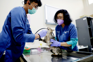 Pemkot Surabaya Sterilisasi 100 Kucing Gratis untuk Kendalikan Populasi Liar