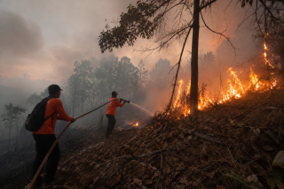 Jatim Dikepung Karhutla, 15,5 Hektare Lahan Terbakar di 4 Kabupaten