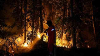 Rp7,71 Miliar untuk Pulihkan Tahura Raden Soerjo Pascakebakaran, Berapa Hektare Hutan Dipulihkan?
