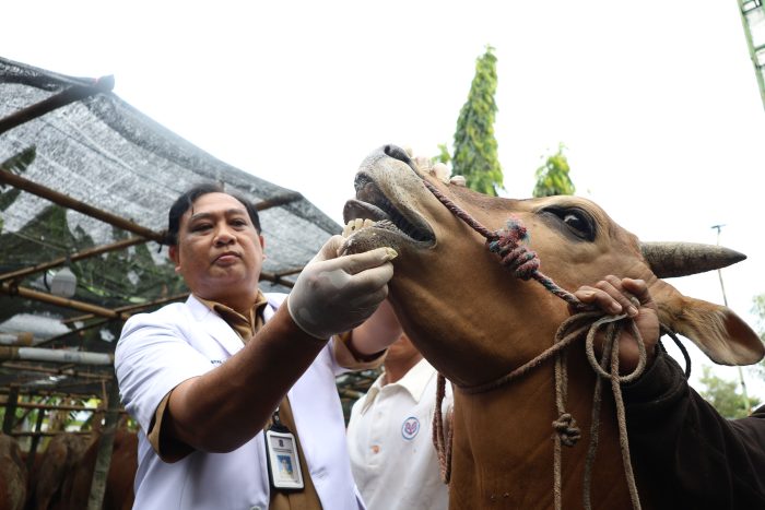 Cegah PMK dan LSD, DKPP Surabaya Periksa Hewan Kurban Jelang Iduladha 1446 H