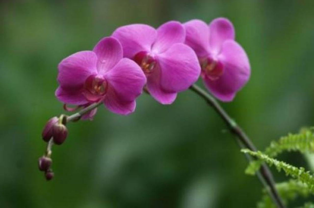 Anggrek. (Foto: internet)