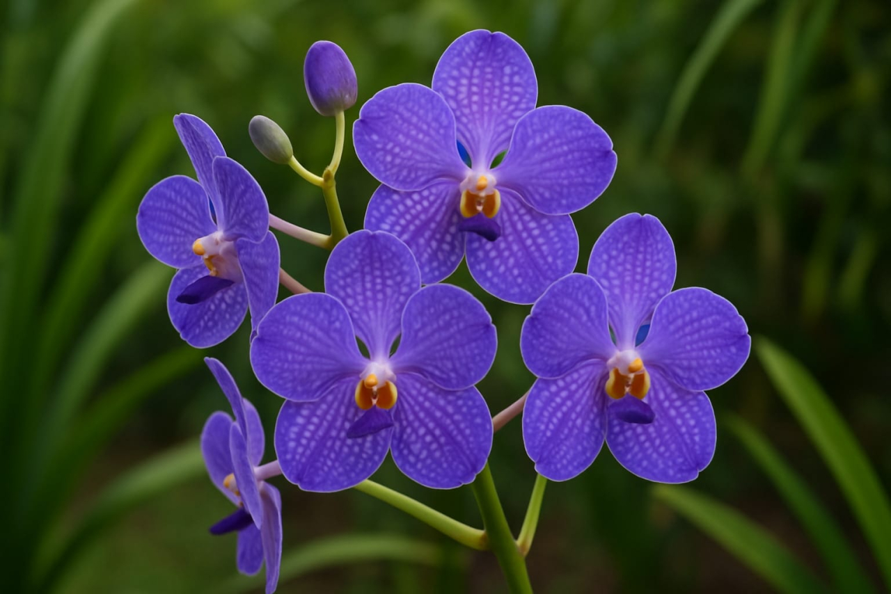 Anggrek Vanda (chatgpt)