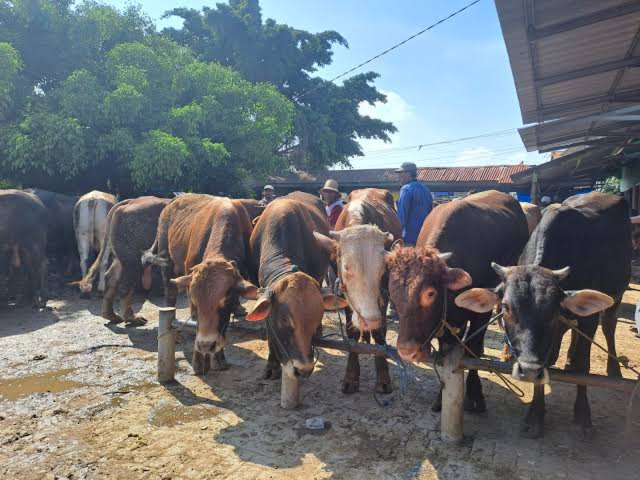 Ilustrasi. (Foto: ist)