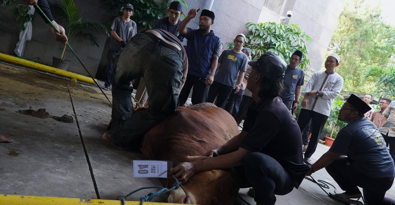 KPK rayakan Iduladha 2026 dengan sembelih 8 ekor sapi.