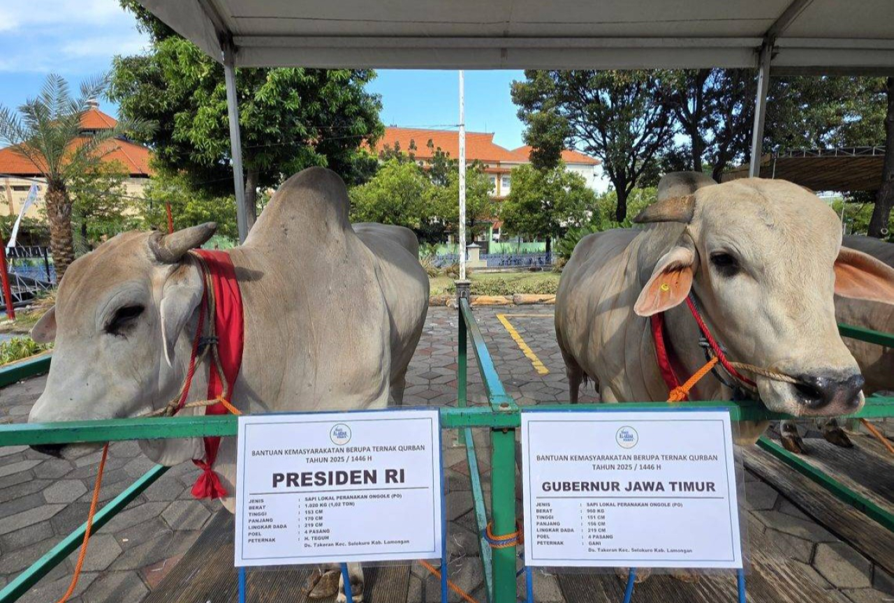 Sapi Kurban milik Presiden Prabowo dan Gubernur Jatim Khofifah tahun lalu. (Dok Humas Masjid Nasional Al Akbar Surabaya)