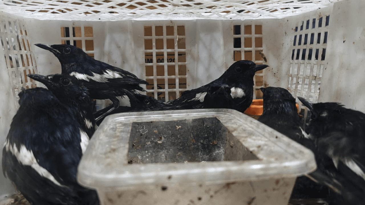 Sebanyak 69 ekor burung tanpa dokumen karantina dan sertifikat kesehatan hewan diduga hendak diselundupkan dari Balikpapan ke Surabaya. (Foto Barantin)